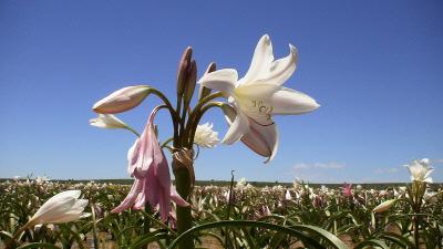 unter Wasser stehende Lehmpfanne mit 10000 + Lilien...nur in guten Regenjahren (2006/2008). Nat&uuml;rlich nicht im vorbeifliegen fotografiert :-) !